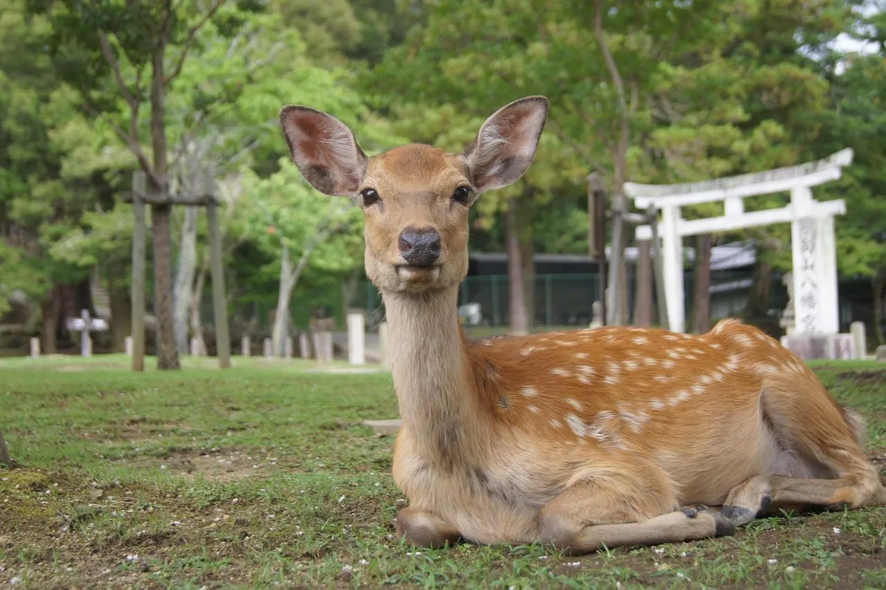 Un cerf au repos dans le parc de Nara