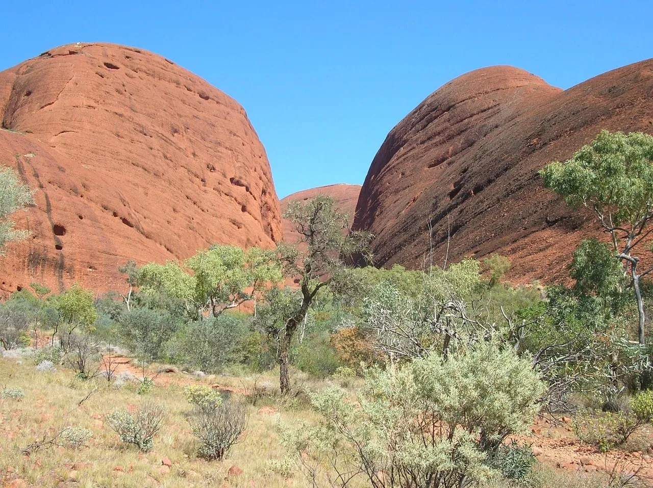 Les dômes arrondis de Kata Tjuta et la brousse verte à leurs pieds
