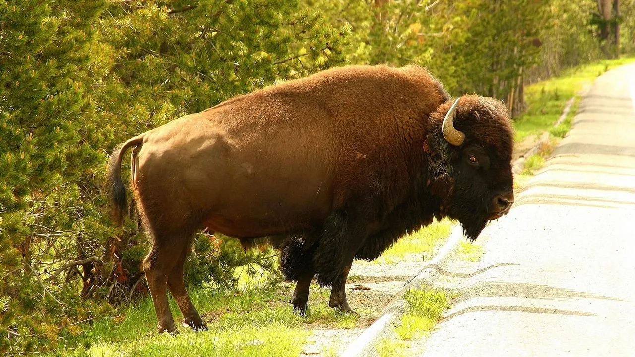 Un bison au bord d’une route